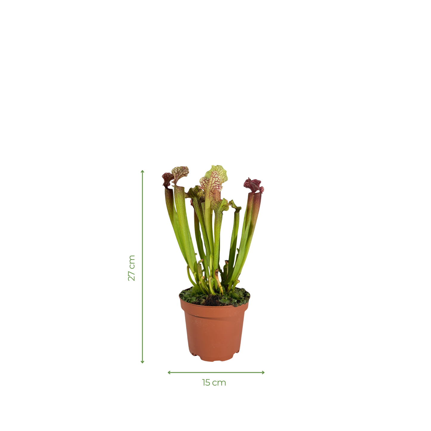Carnivorous Plant - Trumpet Pitchers (Long)