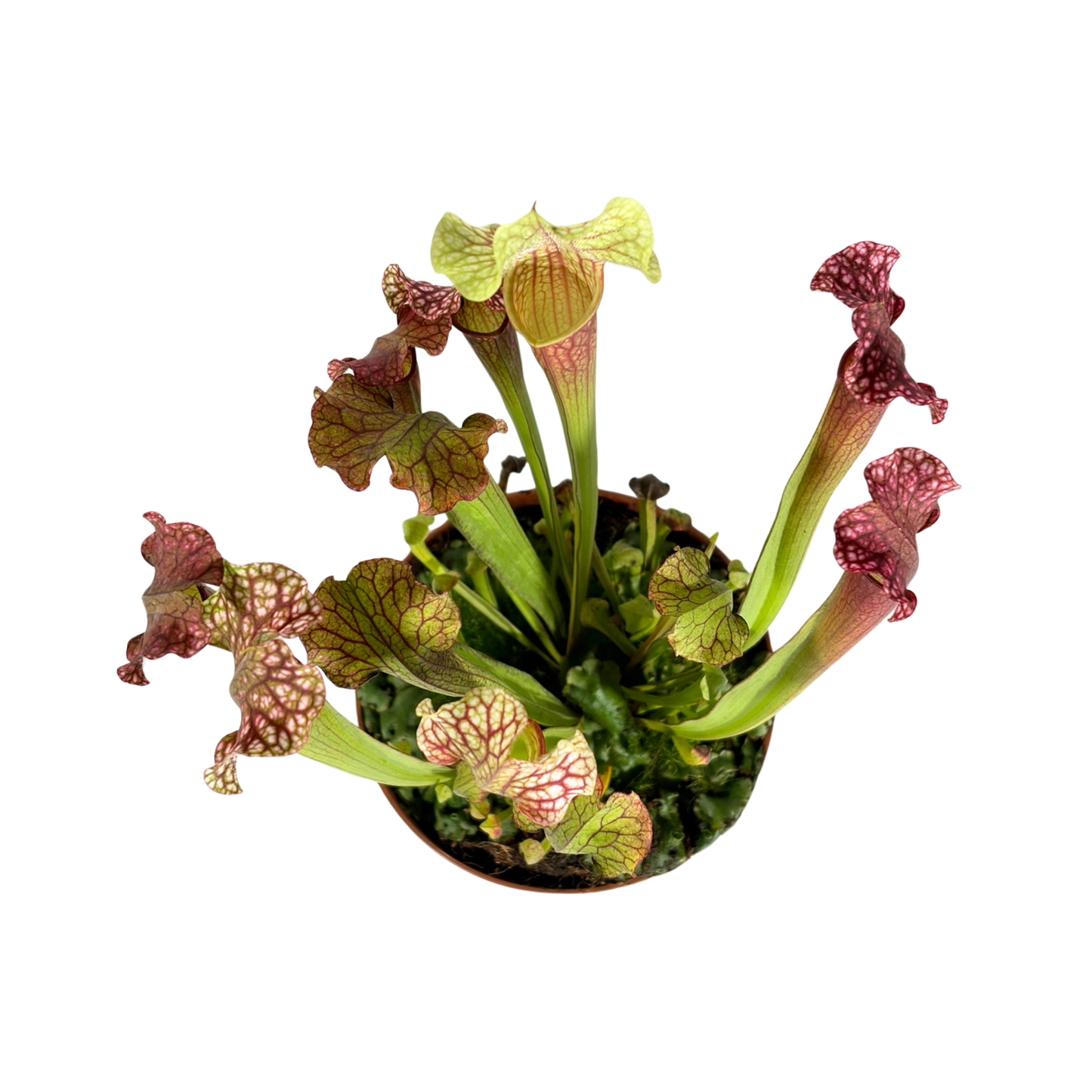 Carnivorous Plant - Trumpet Pitchers (Long)