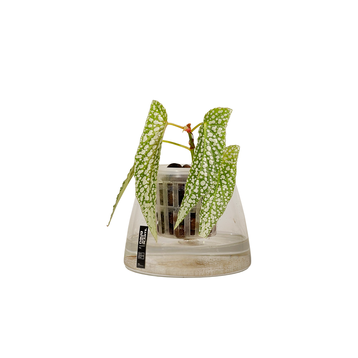 Hydro-cultured Plants - White Ice Begonia