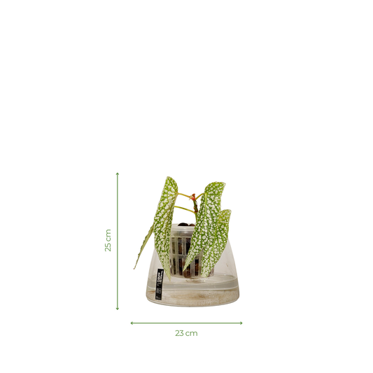 Hydro-cultured Plants - White Ice Begonia
