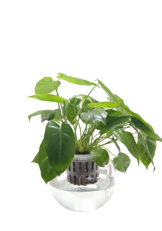 [Hydro Cultured] Philodendron Burle Marx