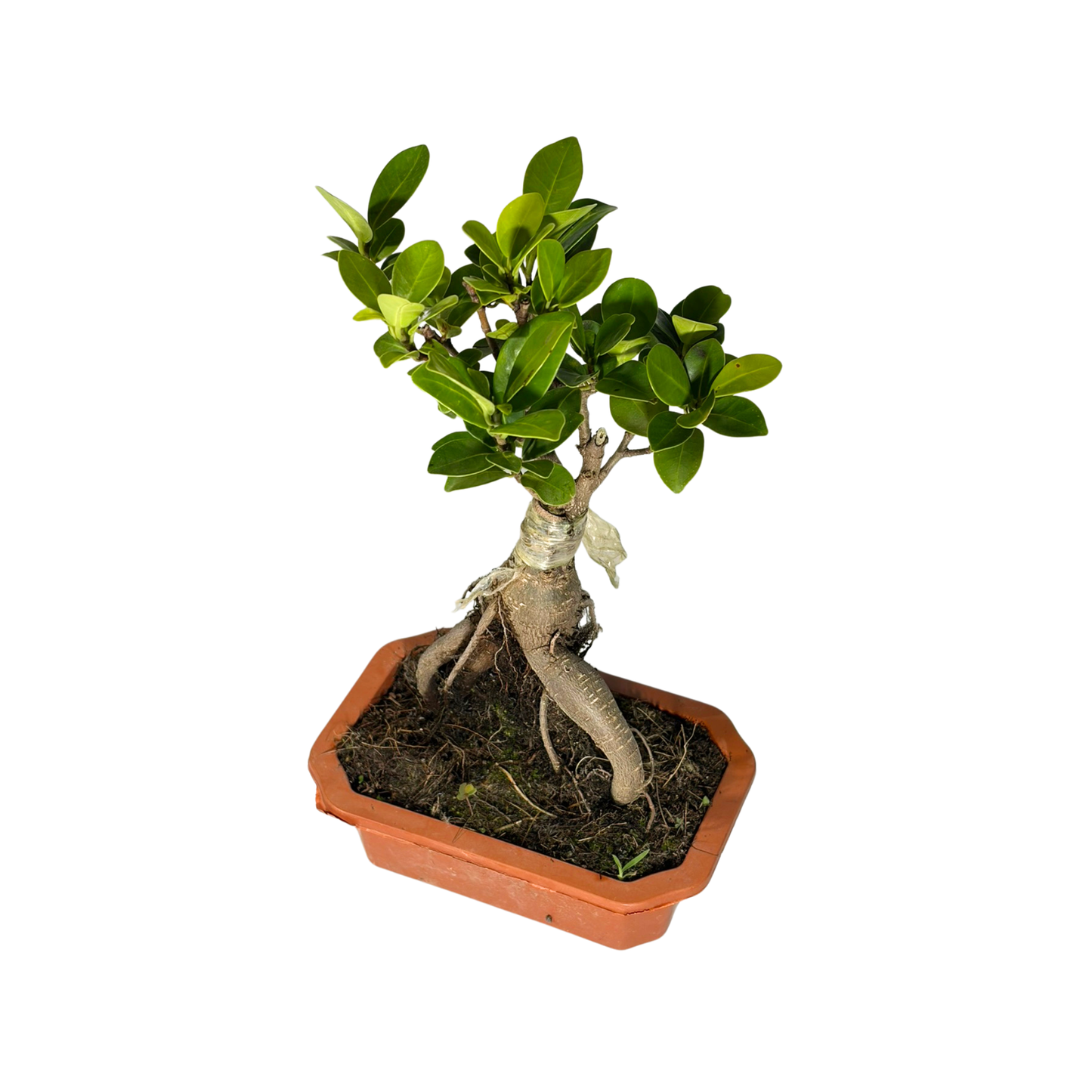 Bonsai Plant - Ficus Ginseng