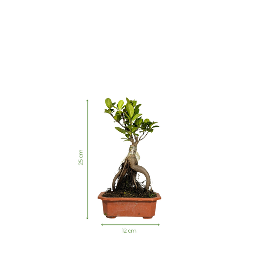Bonsai Plant - Ficus Ginseng