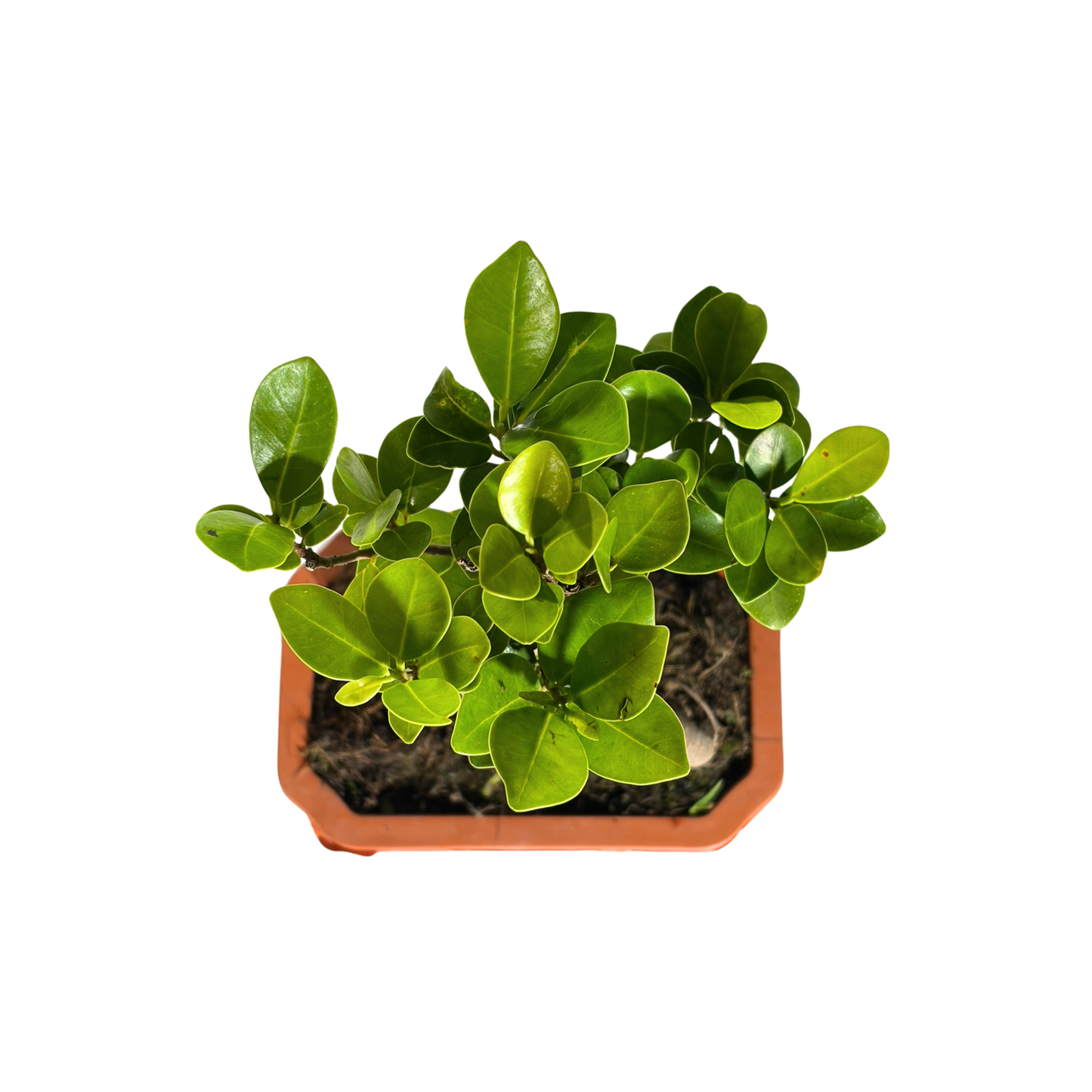 Bonsai Plant - Ficus Ginseng