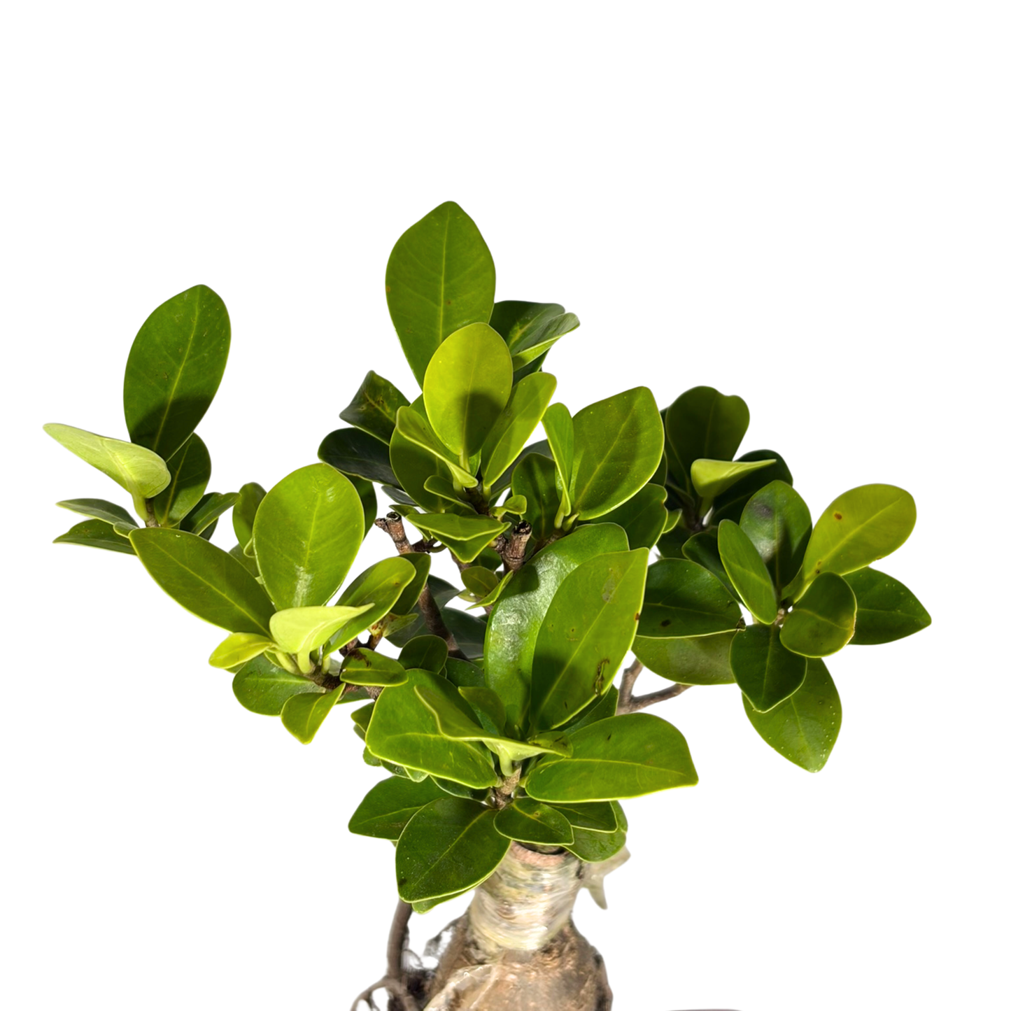 Bonsai Plant - Ficus Ginseng